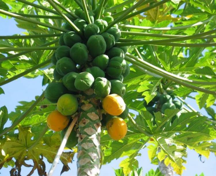 People also ask health benefits of papayas