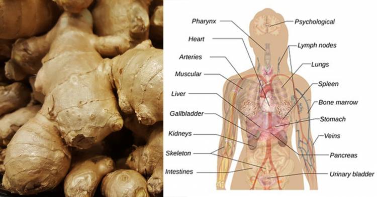 ginger benefits for human body