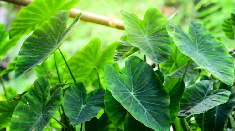 Taro Leaves | Nutrition Benefits