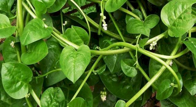 malabar spinach , Basella alba leaves  benefits ,bd  Pui Shaag Recipe